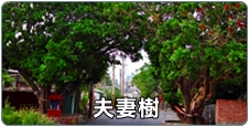夫妻樹