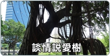 談情說愛樹
