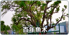 百年魚木