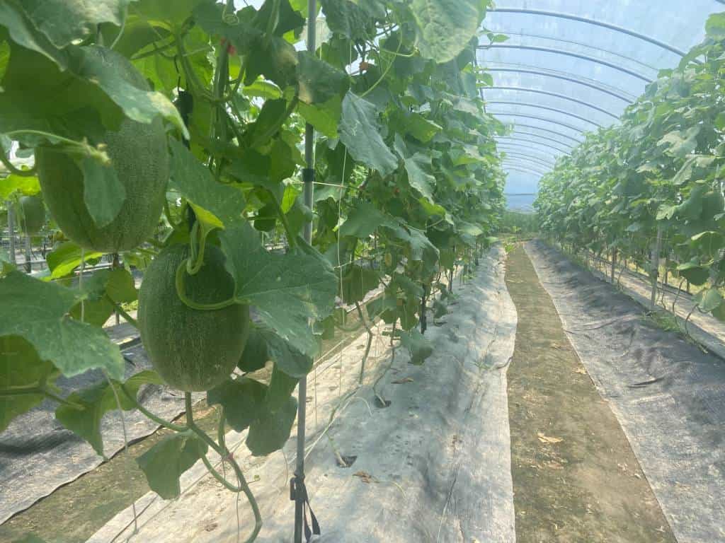 郵局貼心服務果農  壯圍哈密瓜保新鮮