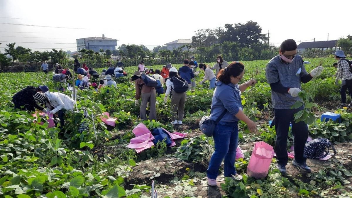 「豆陣毛起來」拔毛豆體驗觀摩活動