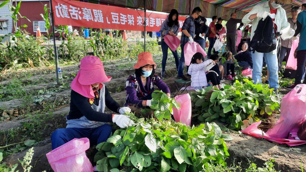 「豆陣毛起來」拔毛豆體驗觀摩活動