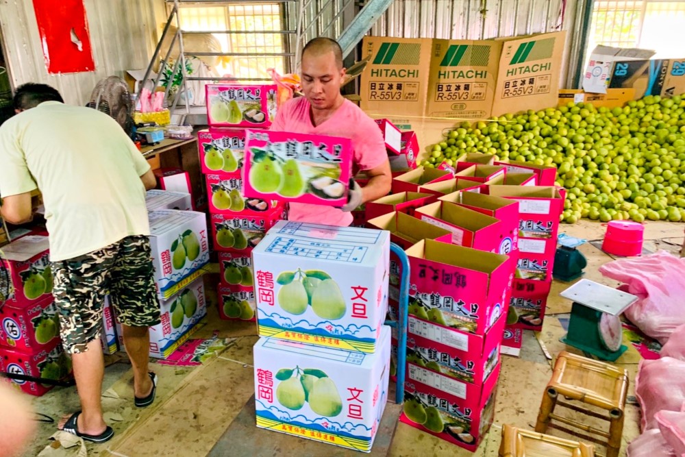 中秋關懷果農文旦柚上收服務