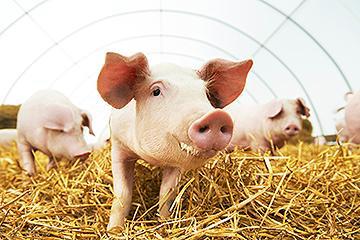 圖說:國內豬場生物安全嚴密，有效防制非洲豬瘟入侵。